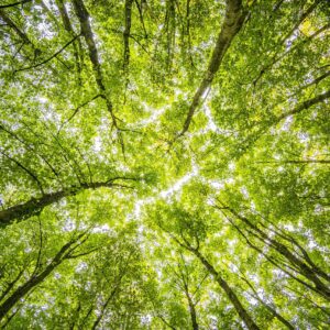 looking up through the branches of trees