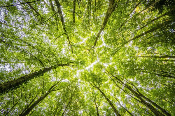 looking up through the branches of trees